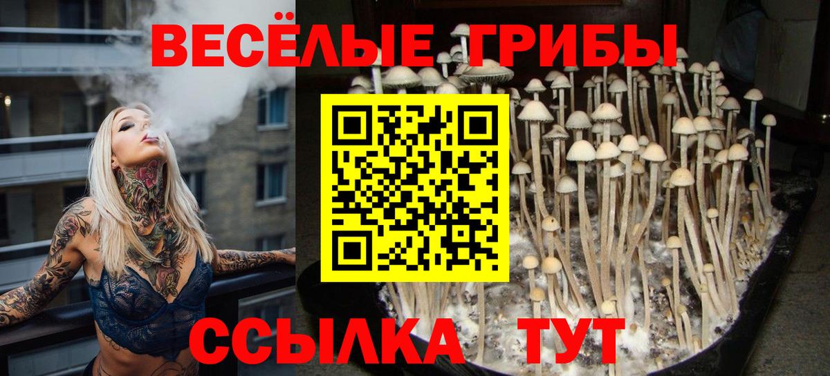 Сунжа  Галлюциногенные грибы прущие грибы  Псилоцибиновые грибы прущие грибы  Вход с VPN 